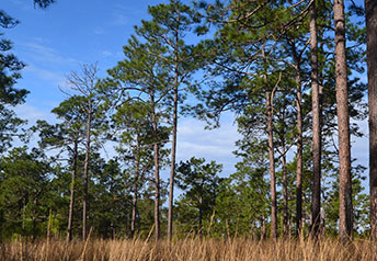 Savannah River forest